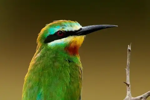 Blue-cheeked Bee-eater