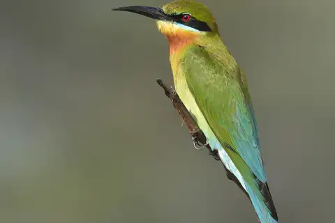 Blue-tailed Bee-eater