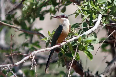 Somali Bee-eater