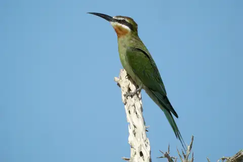 Olive Bee-eater