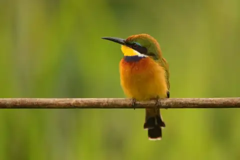 Blue-breasted Bee-eater