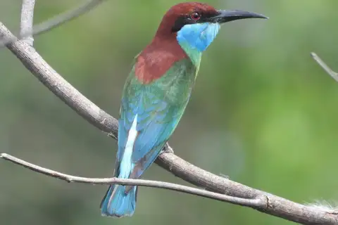Blue-throated Bee-eater