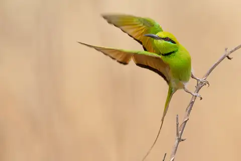 African Green Bee-eater