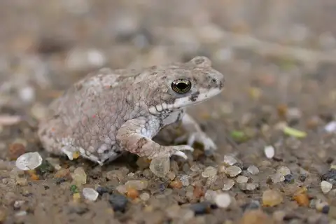 Lugh Toad