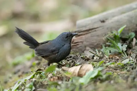 Slaty Bristlefront