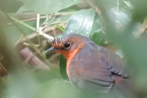 Stresemann's Bristlefront