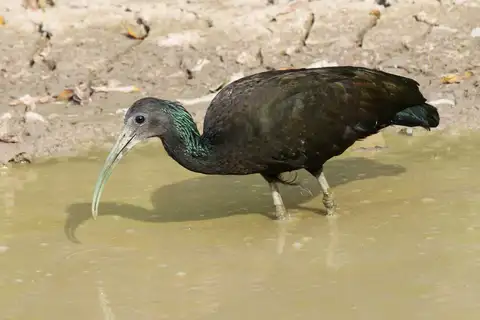 Green Ibis