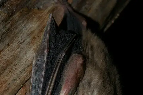 MacConnell's bat