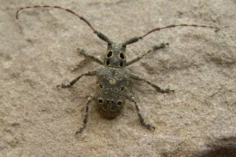 Mesosa curculionoides