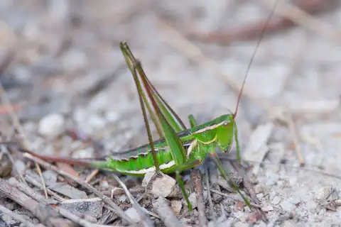 Adelaide Marauding Katydid