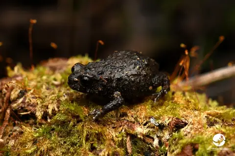 Forest Toadlet