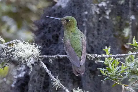 Scaled Metaltail