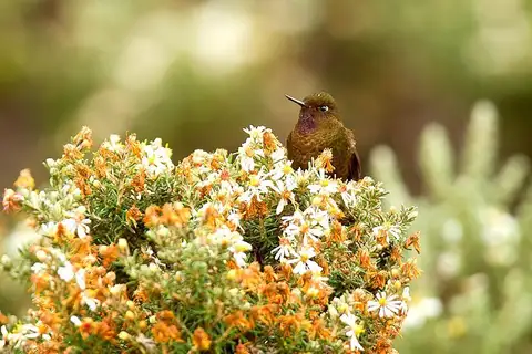 Violet-throated Metaltail