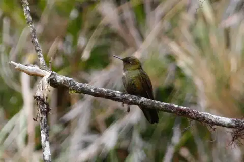 Fiery-throated Metaltail
