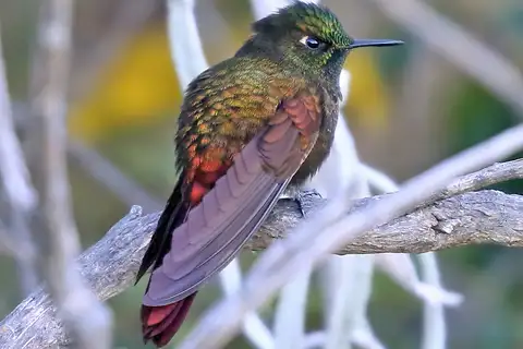 Perija Metaltail