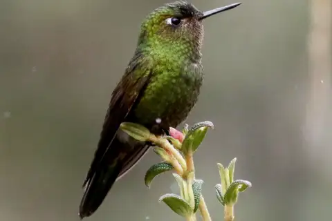 Viridian Metaltail