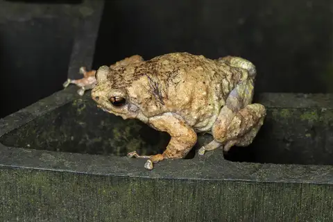 Malayan Treehole Frog