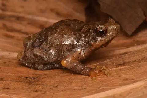 Bornean Tree Hole Frog