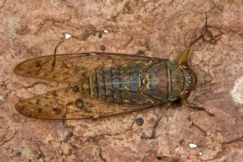 Metapurana nebulilinea