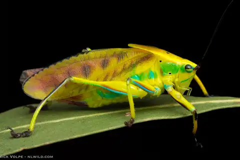 Black-footed Gondwanan Katydid