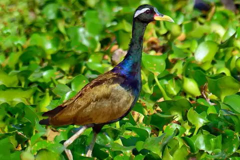 Bronze-winged Jacana