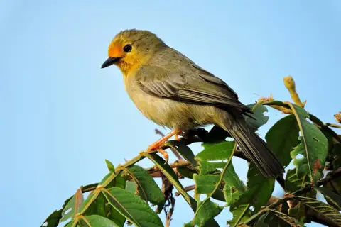 Orange-fronted Plushcrown