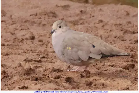 Golden-spotted Ground Dove