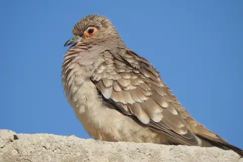 Bare-faced Ground Dove