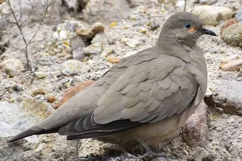 Black-winged Ground Dove