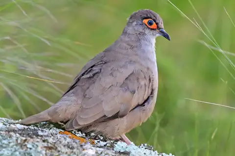 Moreno's Ground Dove