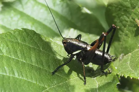 Iberian Meadow Bush-cricket