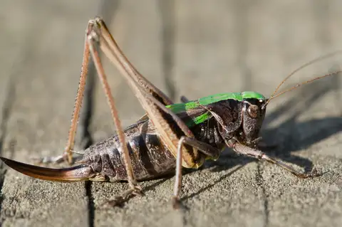 Bog Bush-cricket