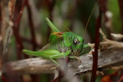 Pyrenean Meadow Bush-cricket