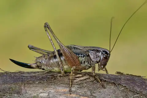 Italian Meadow Bush-cricket