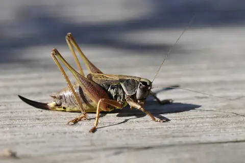 Purple Meadow Bush-cricket
