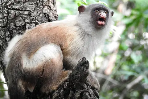 Black-tailed Marmoset
