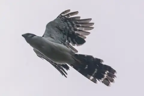 Buckley's Forest Falcon