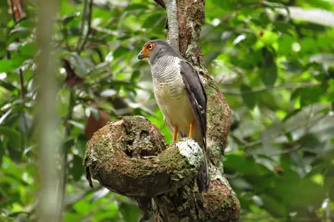 Lined Forest Falcon