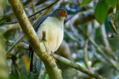 Cryptic Forest Falcon