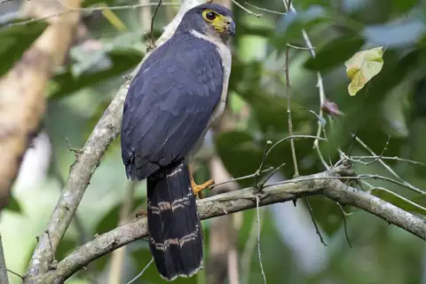 Slaty-backed Forest Falcon