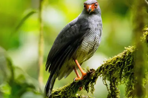 Plumbeous Forest Falcon