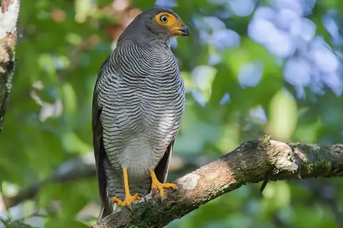 Barred Forest Falcon