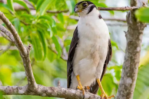 Collared Forest Falcon