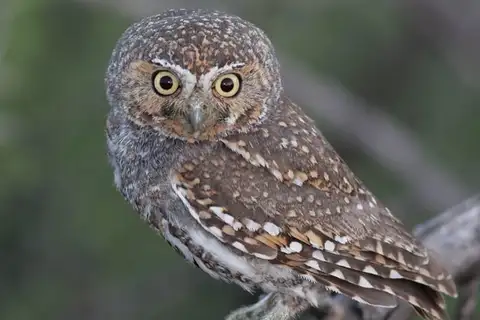 Elf Owl