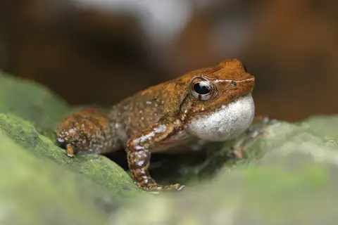 Kottigehara Dancing Frog