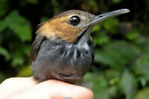 Tawny-faced Gnatwren