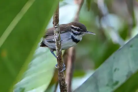 Collared Gnatwren