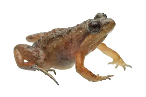 Micro Frog