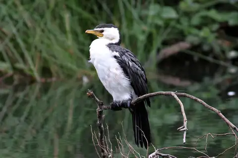 Little Pied Cormorant