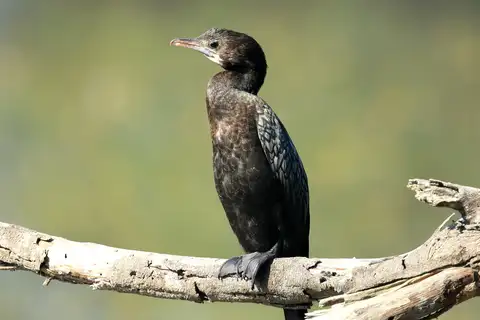 Little Cormorant